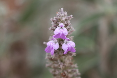 Anisomeles malabarica